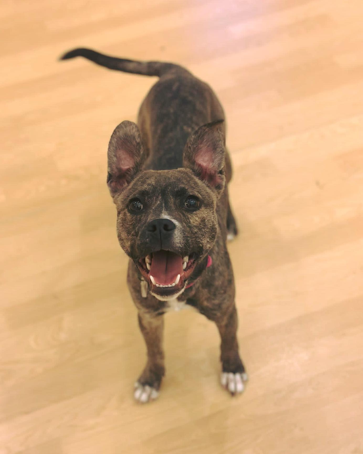 Enlarge Remi, a ADOPTABLE mixed breed in Fremont, MI image 1/1