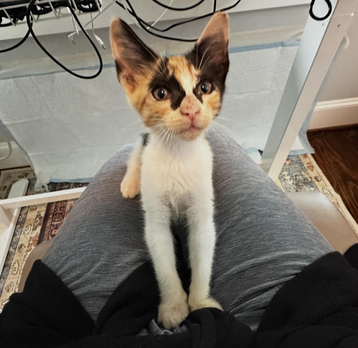Sicily, ADOPTABLE, Kitten Female American Shorthair.