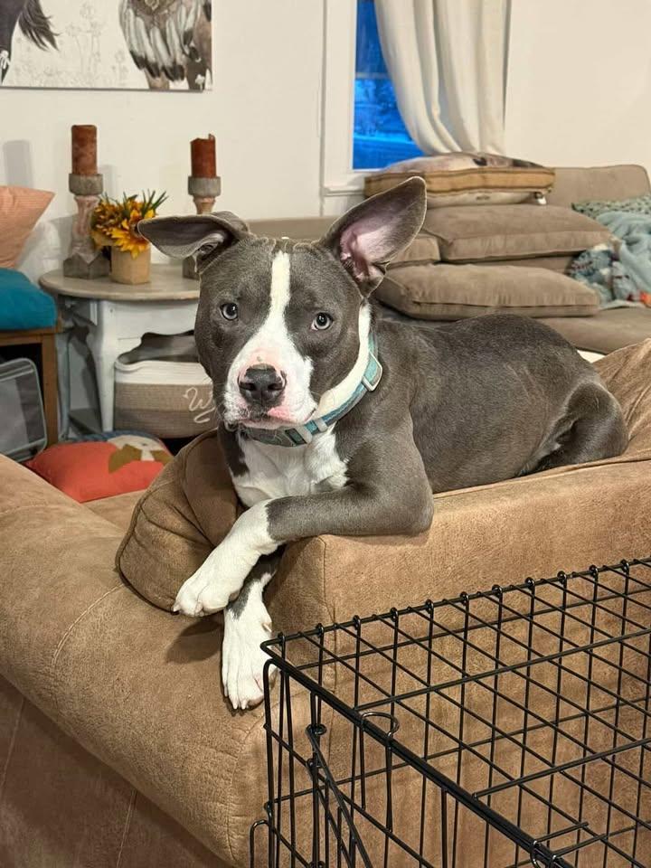 Stephen , adopted, Adult Male Pit Bull Terrier.