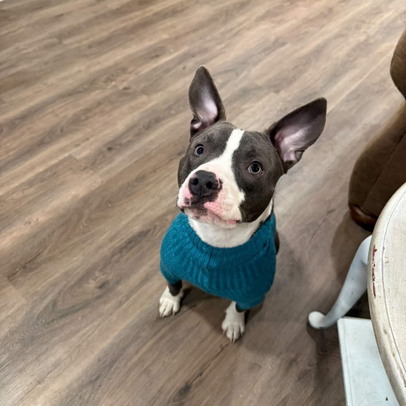 Stephen , ADOPTABLE, Adult Male Pit Bull Terrier.