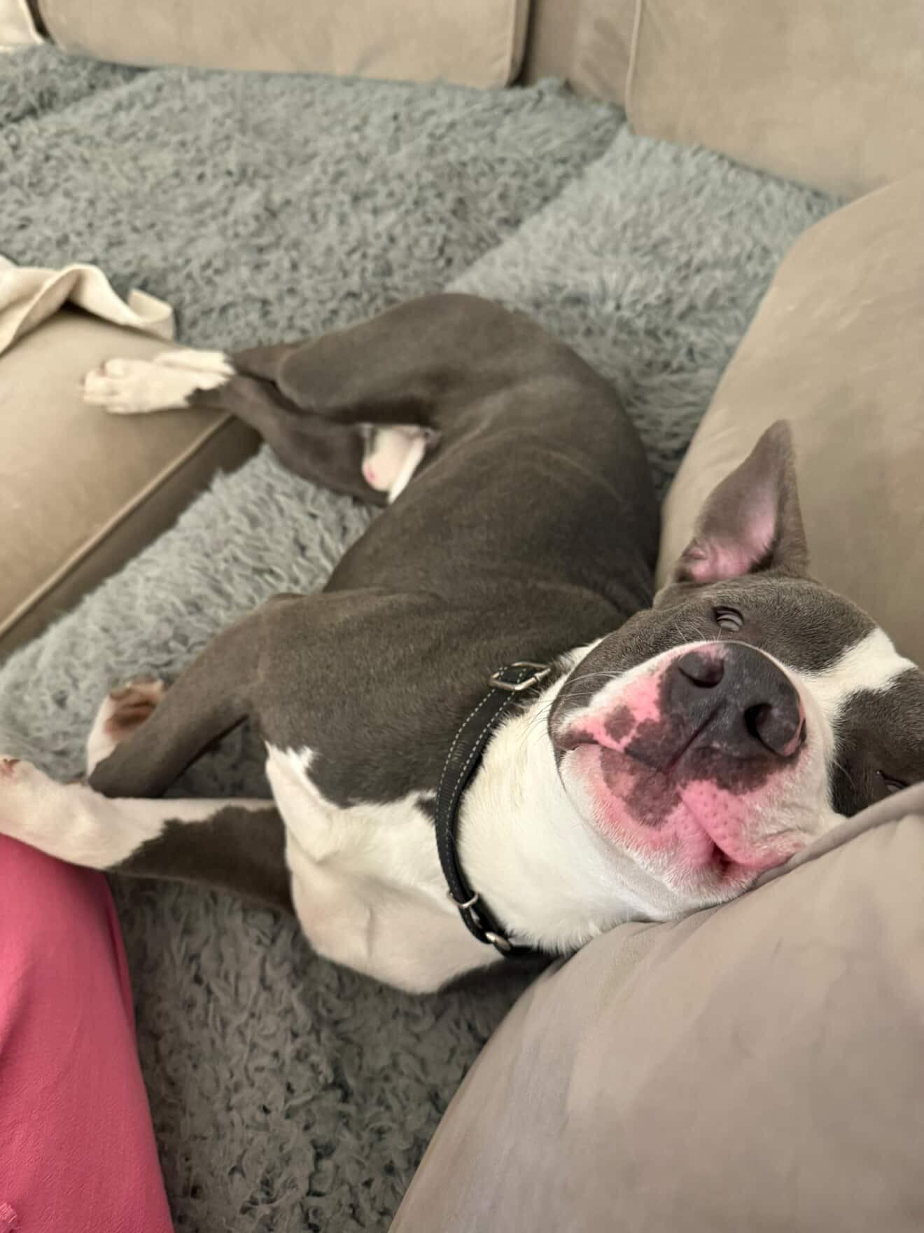 Enlarge Stephen , a ADOPTABLE mixed breed in Medford, NJ image 4/5