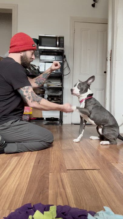 Enlarge Stephen , a ADOPTABLE mixed breed in Medford, NJ video 3/5