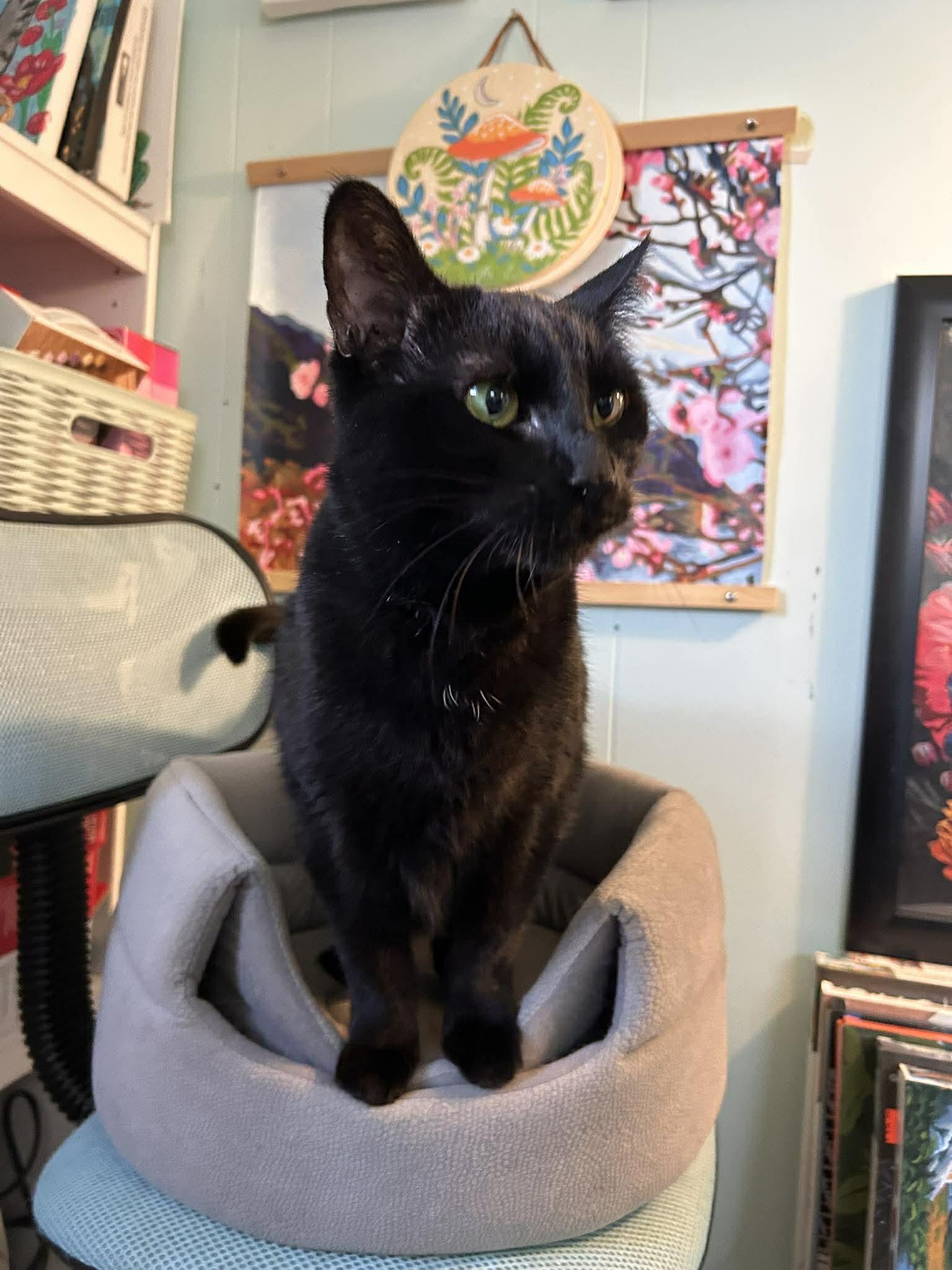 Enlarge Nisha, a Adoptable Domestic Short Hair in Kennebunk , ME image 4/5