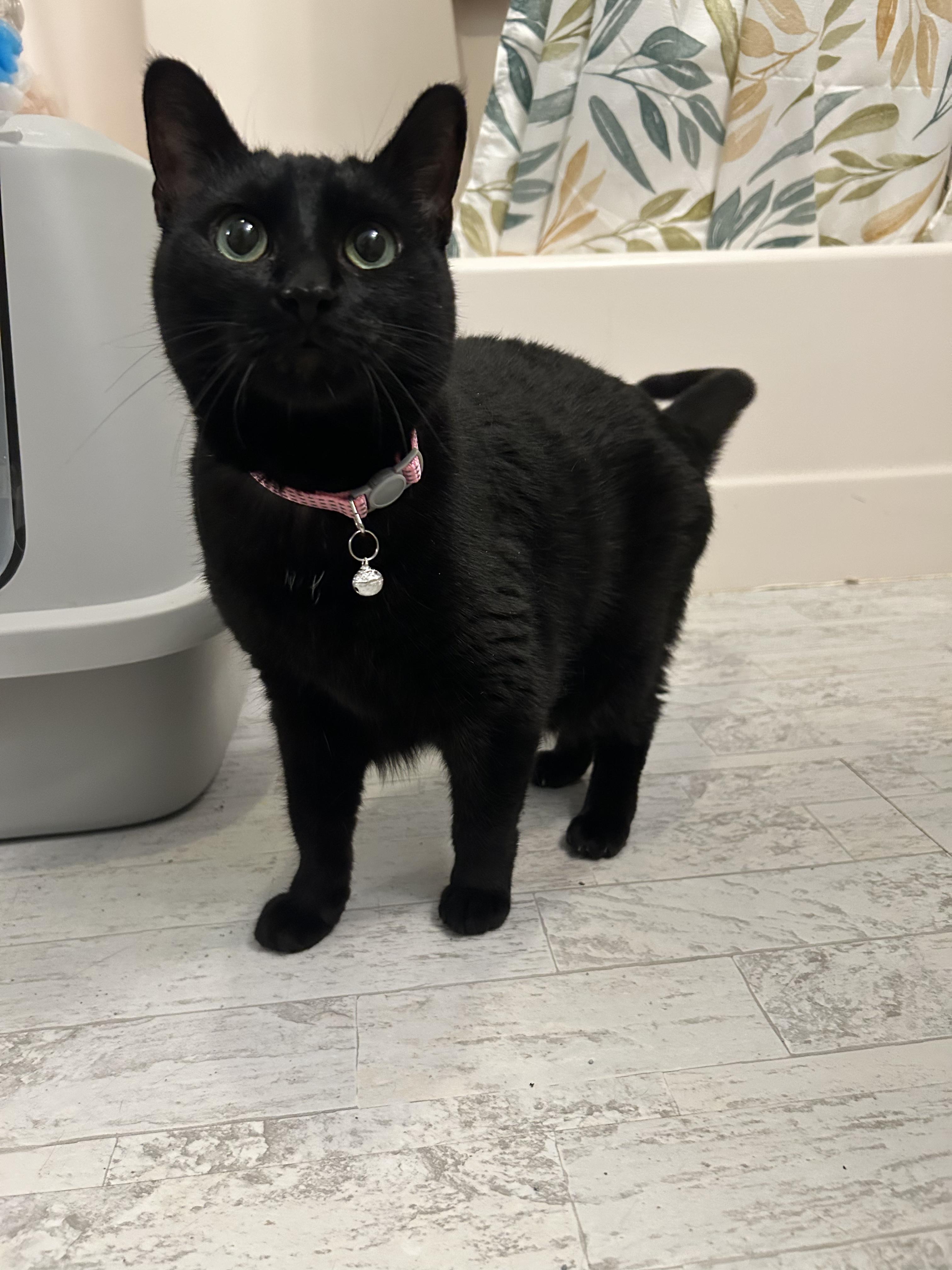 Nisha, Adoptable, Adult Female Domestic Short Hair.