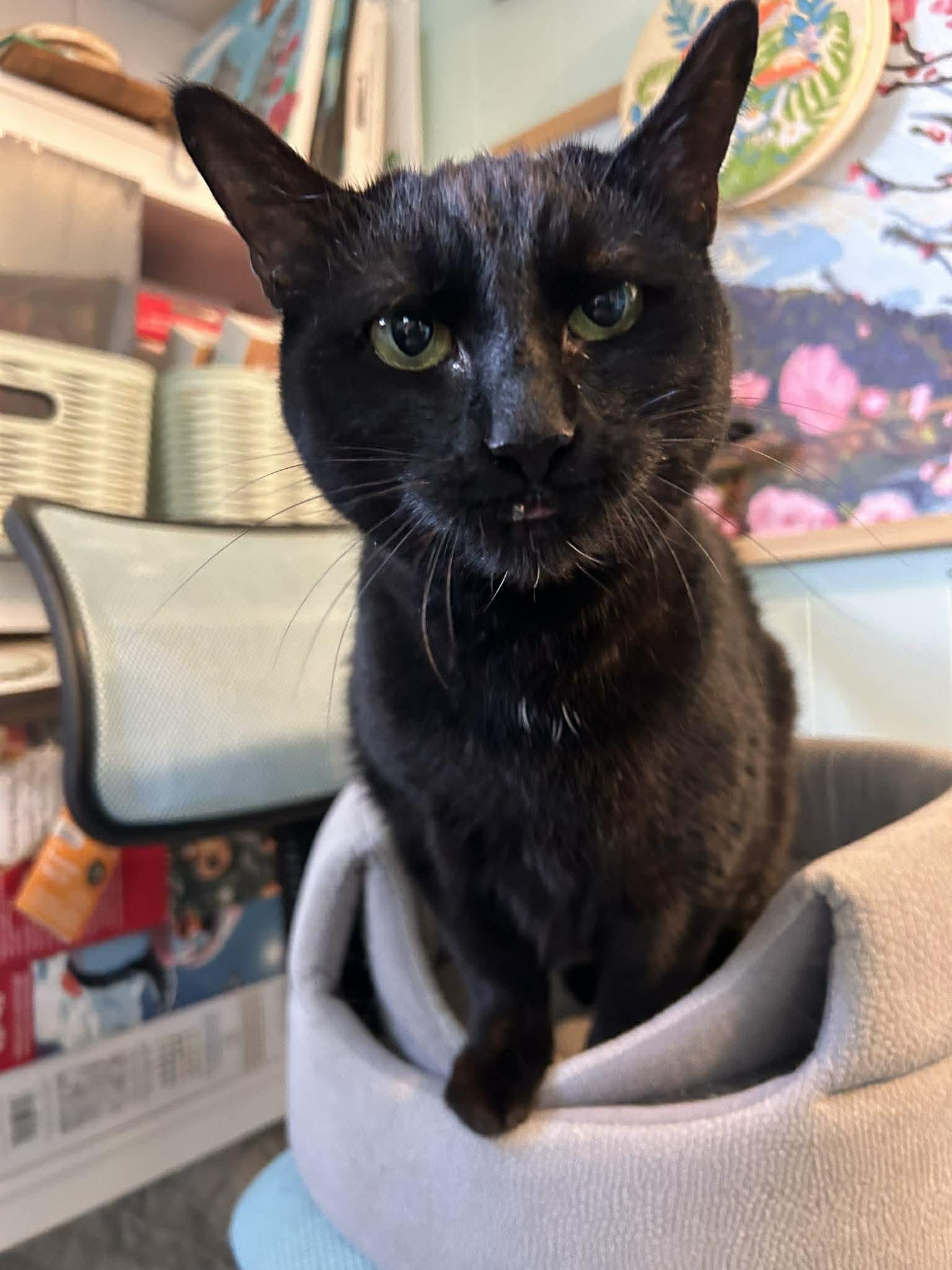 Enlarge Nisha, a Adoptable Domestic Short Hair in Kennebunk , ME image 3/5