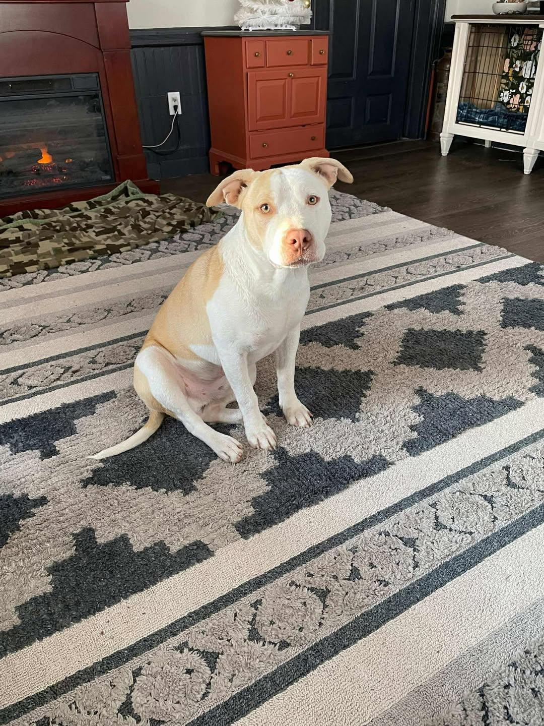 Larry, adopted, Young Male Mixed Breed.