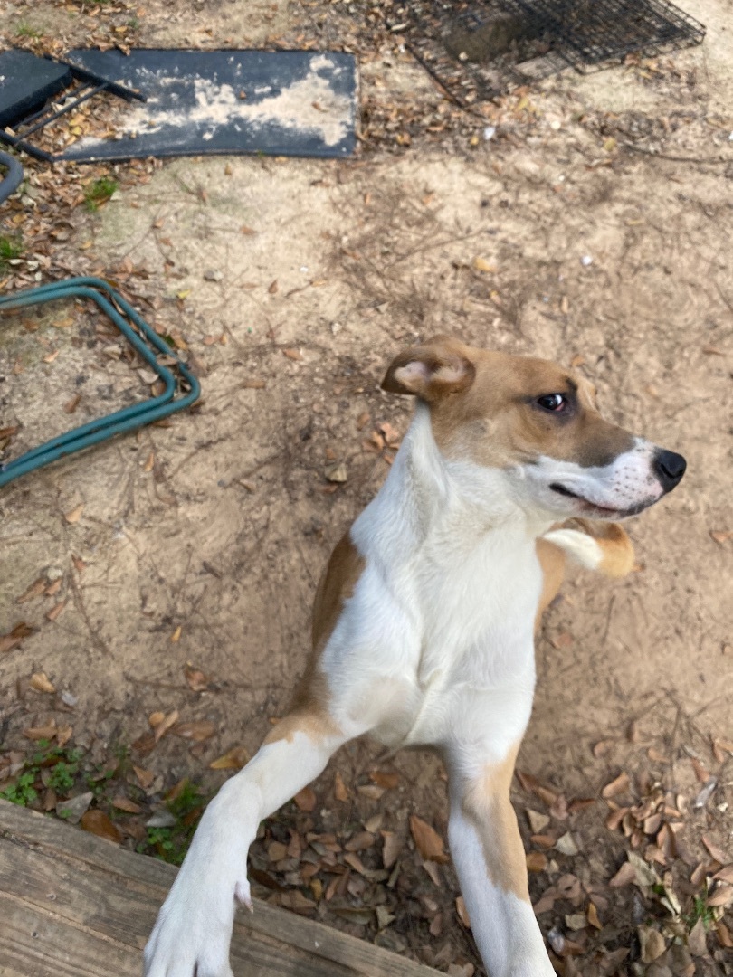 Sunny, Adopted, Young Male Mixed Breed.