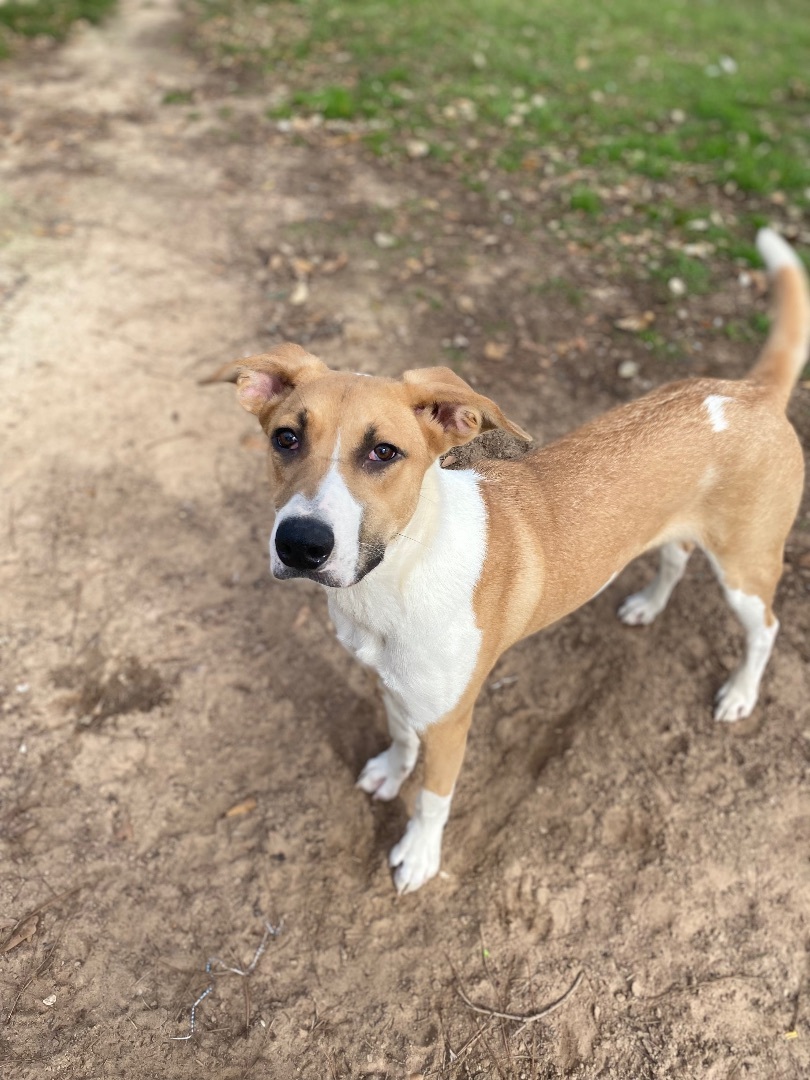 Enlarge Sunny, a Adopted Mixed Breed in Clearwater, FL image 2/10