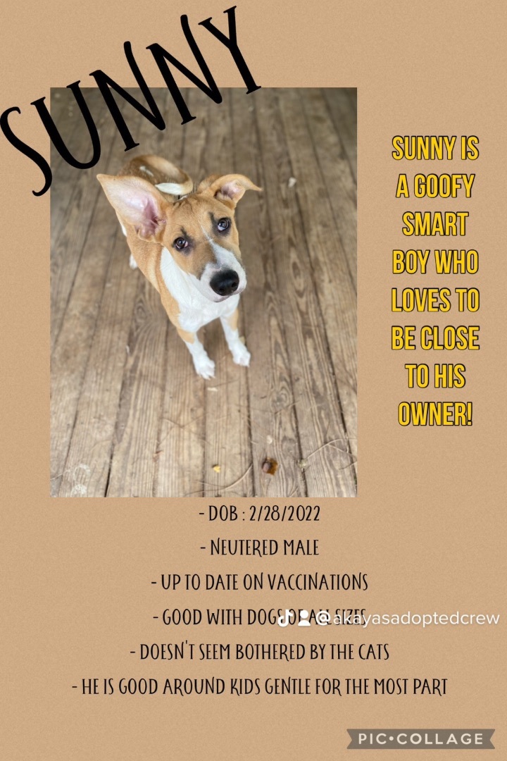 Enlarge Sunny, a Adopted Mixed Breed in Clearwater, FL image 3/10