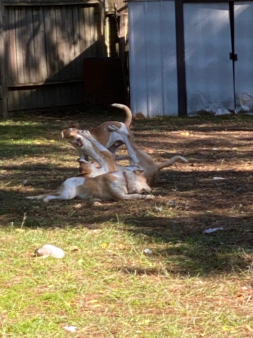 Enlarge Sunny, a Adopted Mixed Breed in Clearwater, FL image 4/10