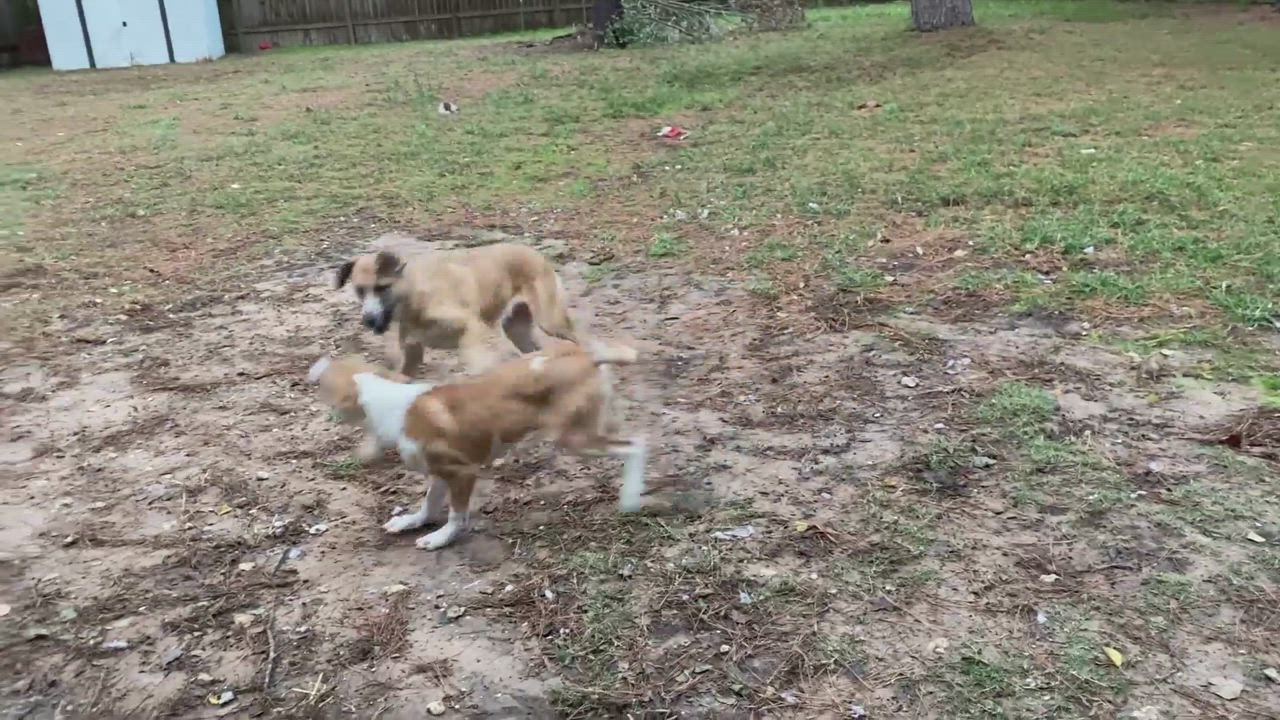 Enlarge Sunny, a Adopted Mixed Breed in Clearwater, FL video 10/10