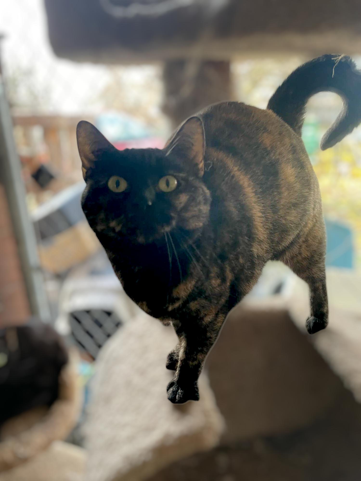 Poppy, Adoptable, Adult Female Domestic Short Hair.