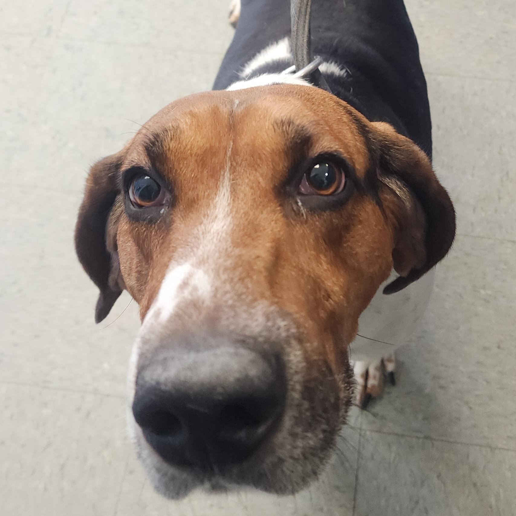 Buck, an adopted Coonhound in Medina, OH image 2/2