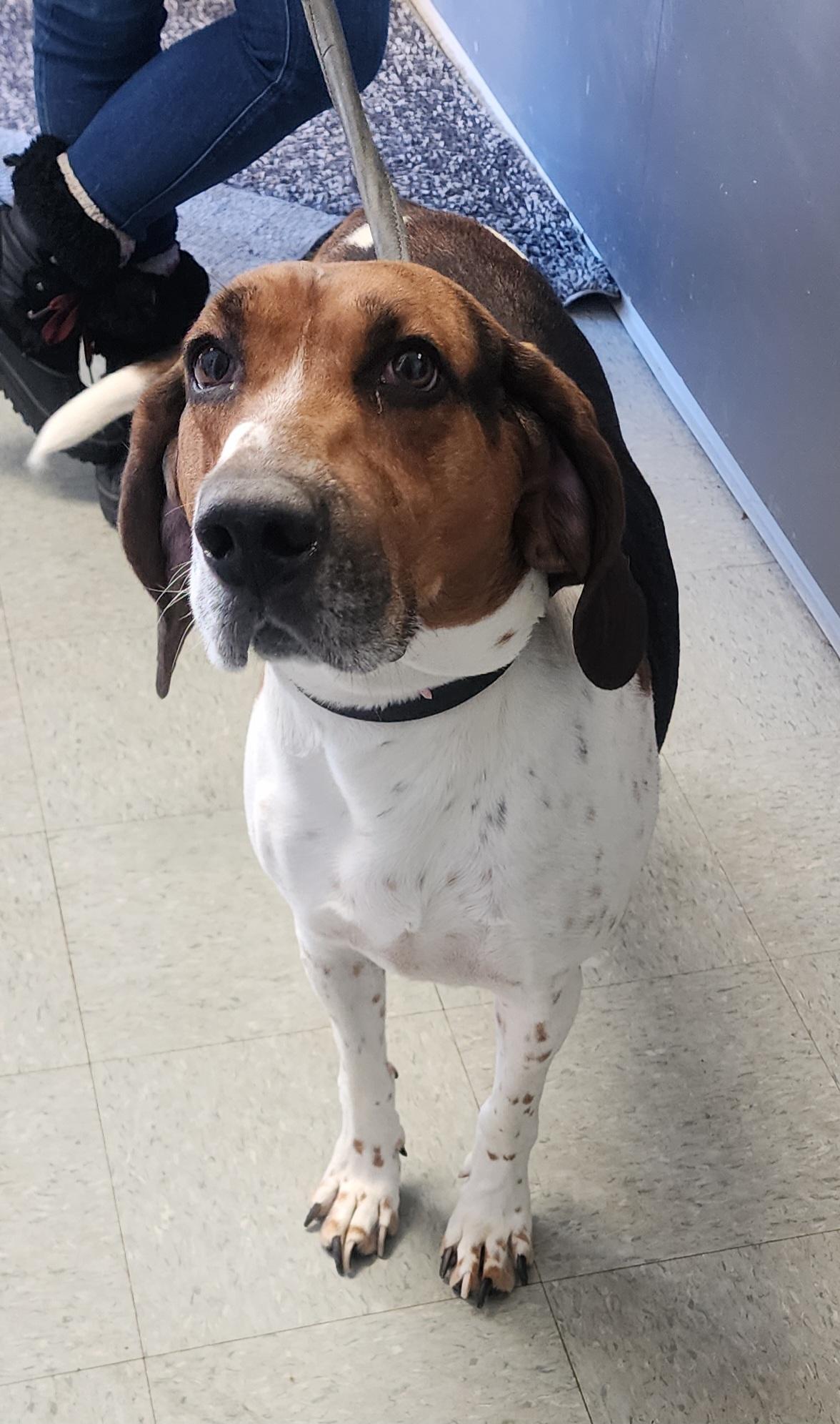 Buck, an adopted Coonhound in Medina, OH image 1/2