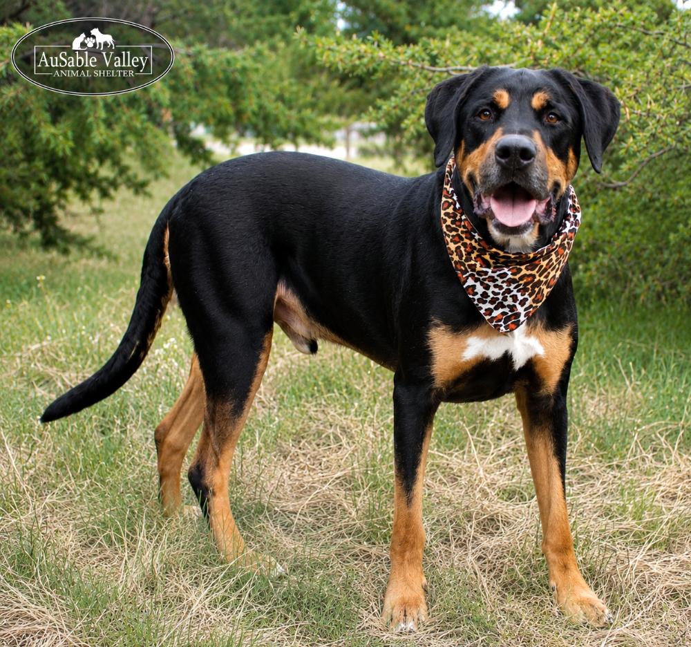Titus, a ADOPTABLE mixed breed in Grayling, MI image 3/6