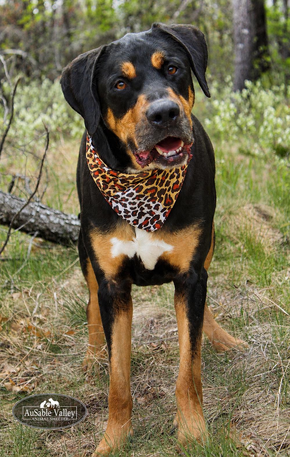 Titus, a ADOPTABLE mixed breed in Grayling, MI image 5/6