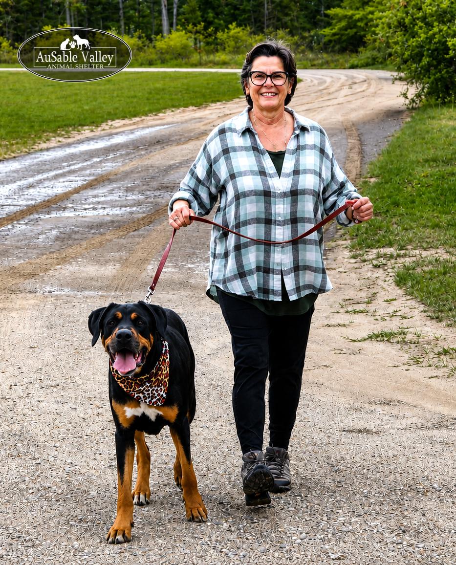 Titus, a ADOPTABLE mixed breed in Grayling, MI image 2/6