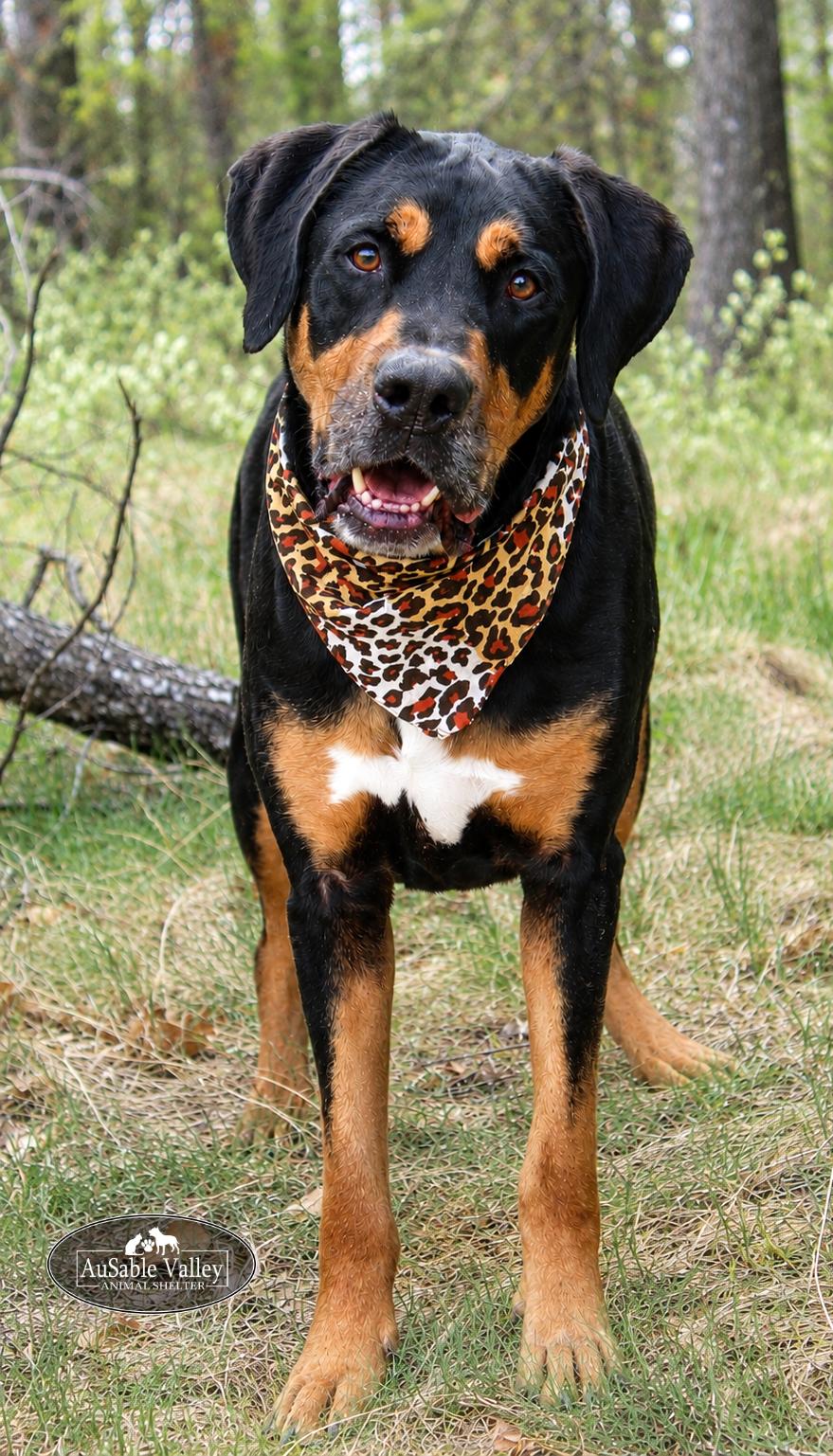 Titus, a ADOPTABLE mixed breed in Grayling, MI image 4/6