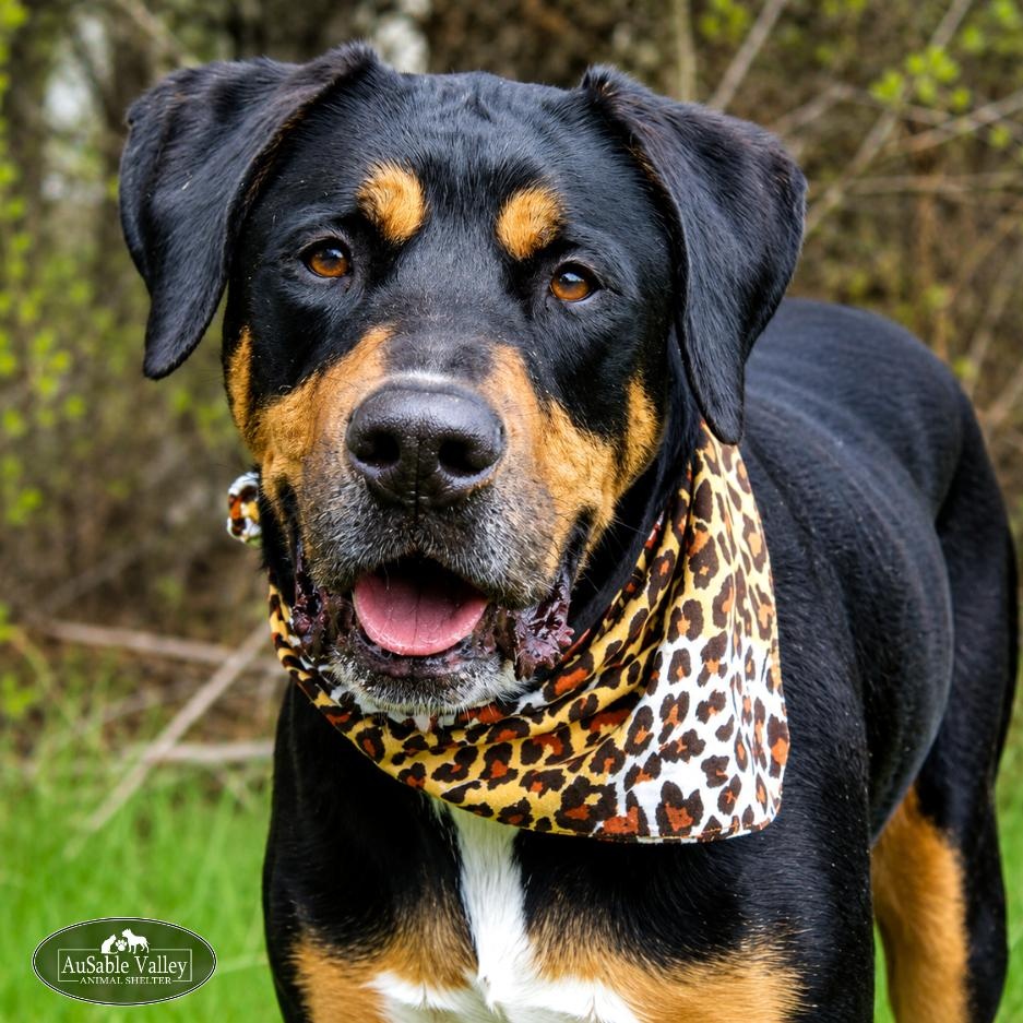 Titus, ADOPTABLE, Adult Male Mastiff.