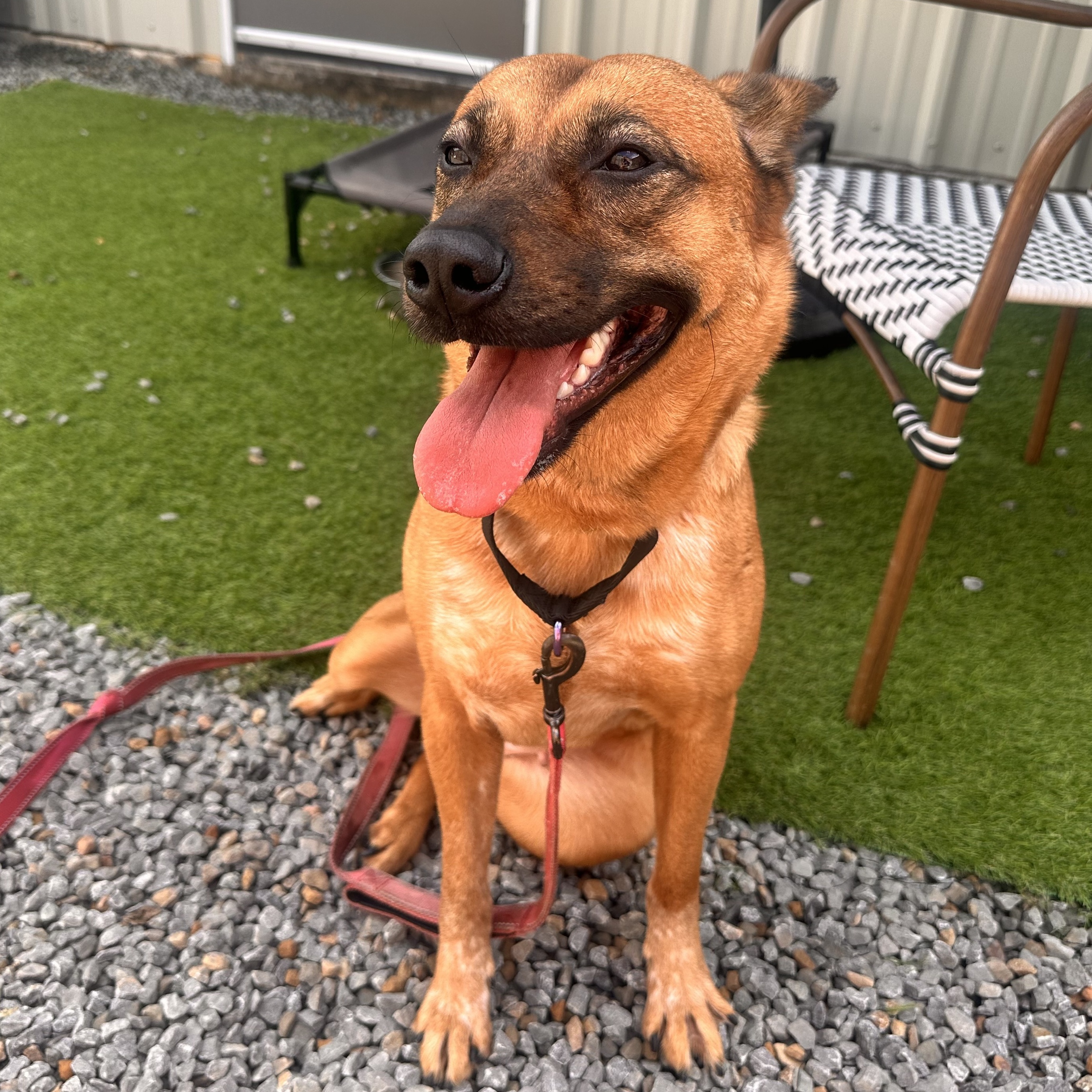 Emma May, Adult Female Shepherd