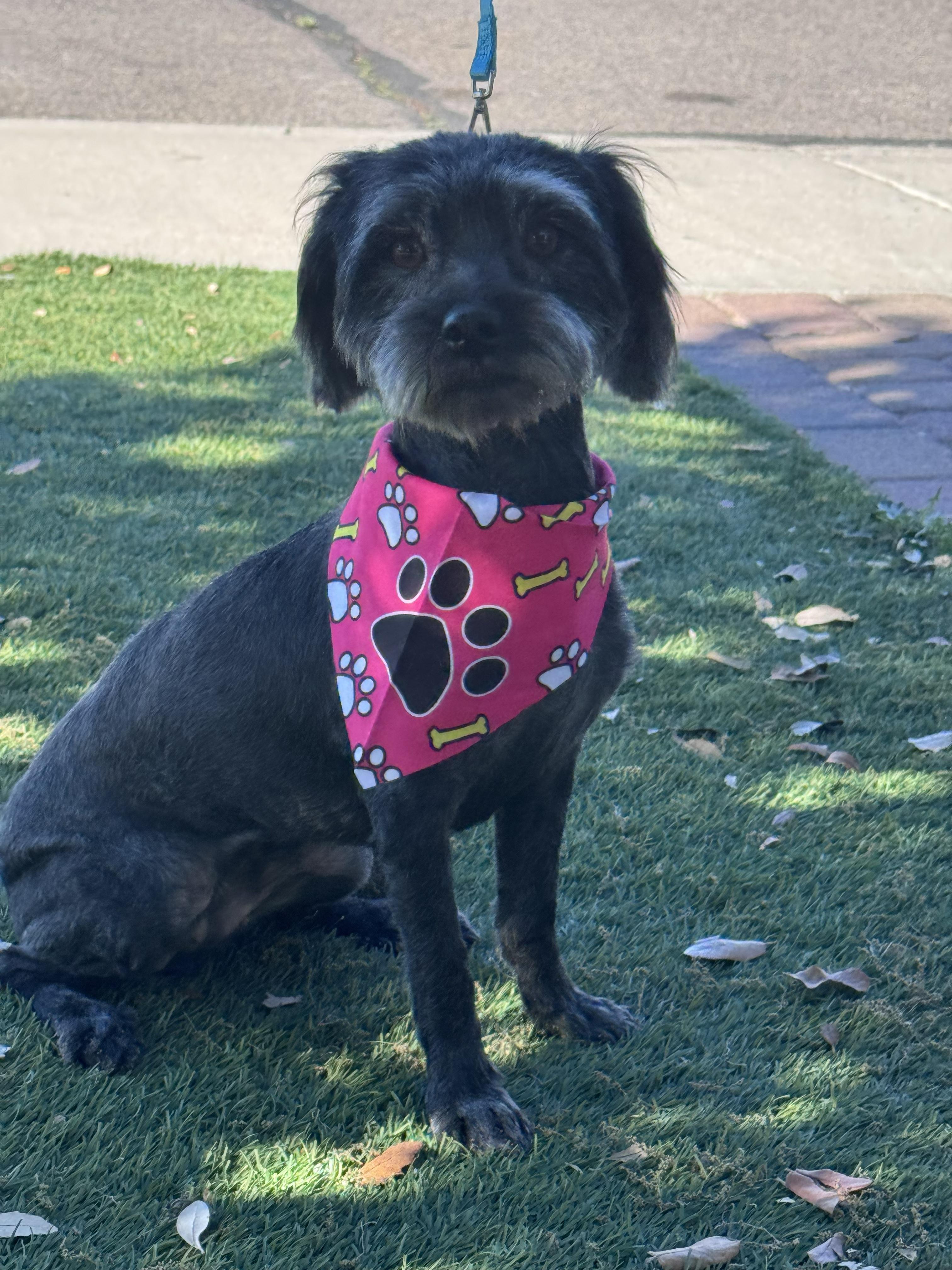 Enlarge Roxy, a ADOPTABLE Poodle in San Tan Valley, AZ image 1/1