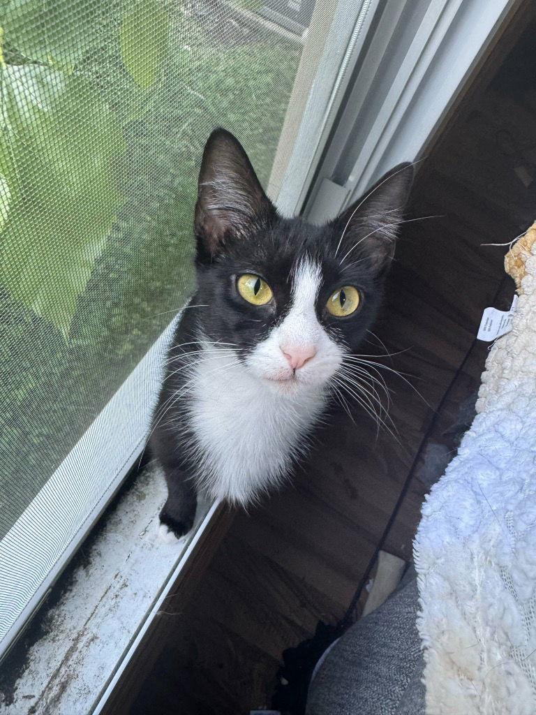 WHISPER, Adoptable, Adult Female Domestic Short Hair.