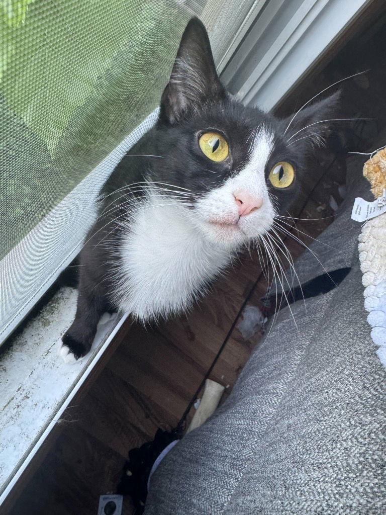 WHISPER — thumbnail 2