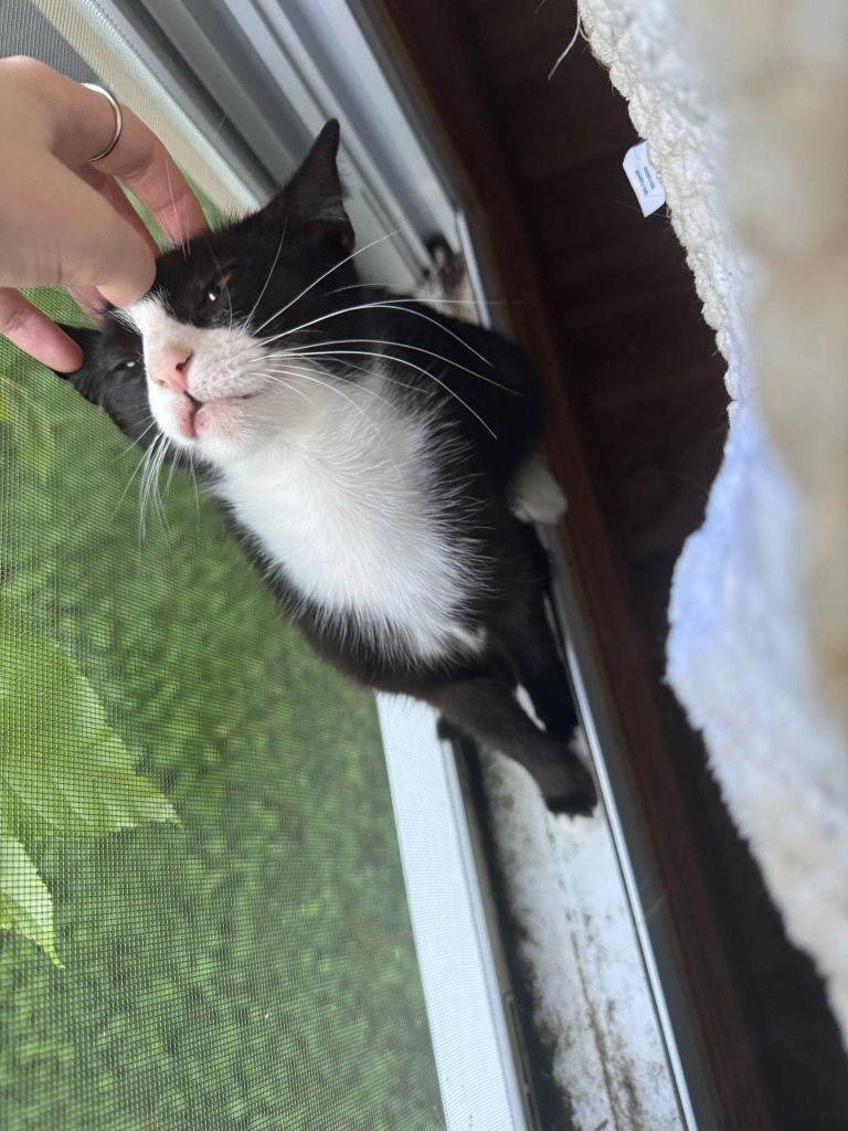 WHISPER, a Adoptable Domestic Short Hair in Cromwell, KY image 3/3