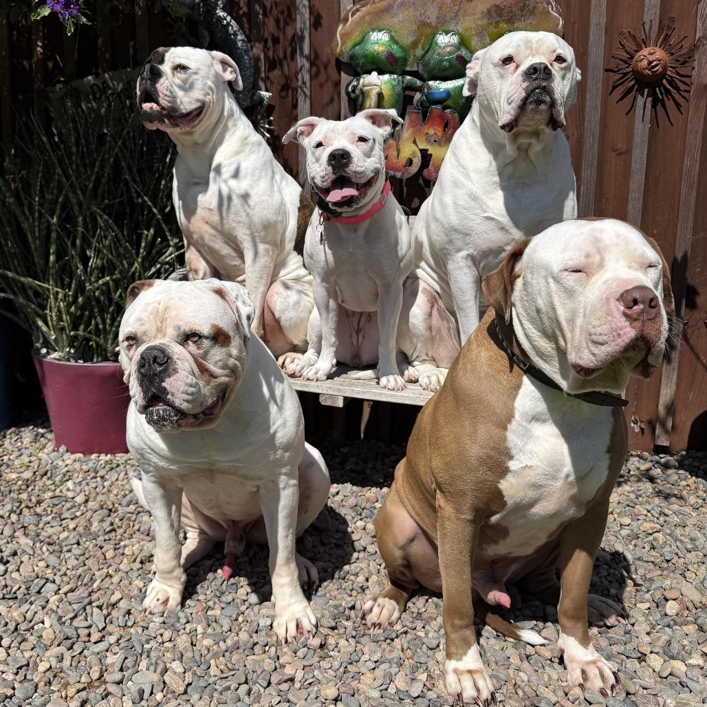 Enlarge Roller Derby, a Adoptable mixed breed in Los Angeles, CA image 4/6