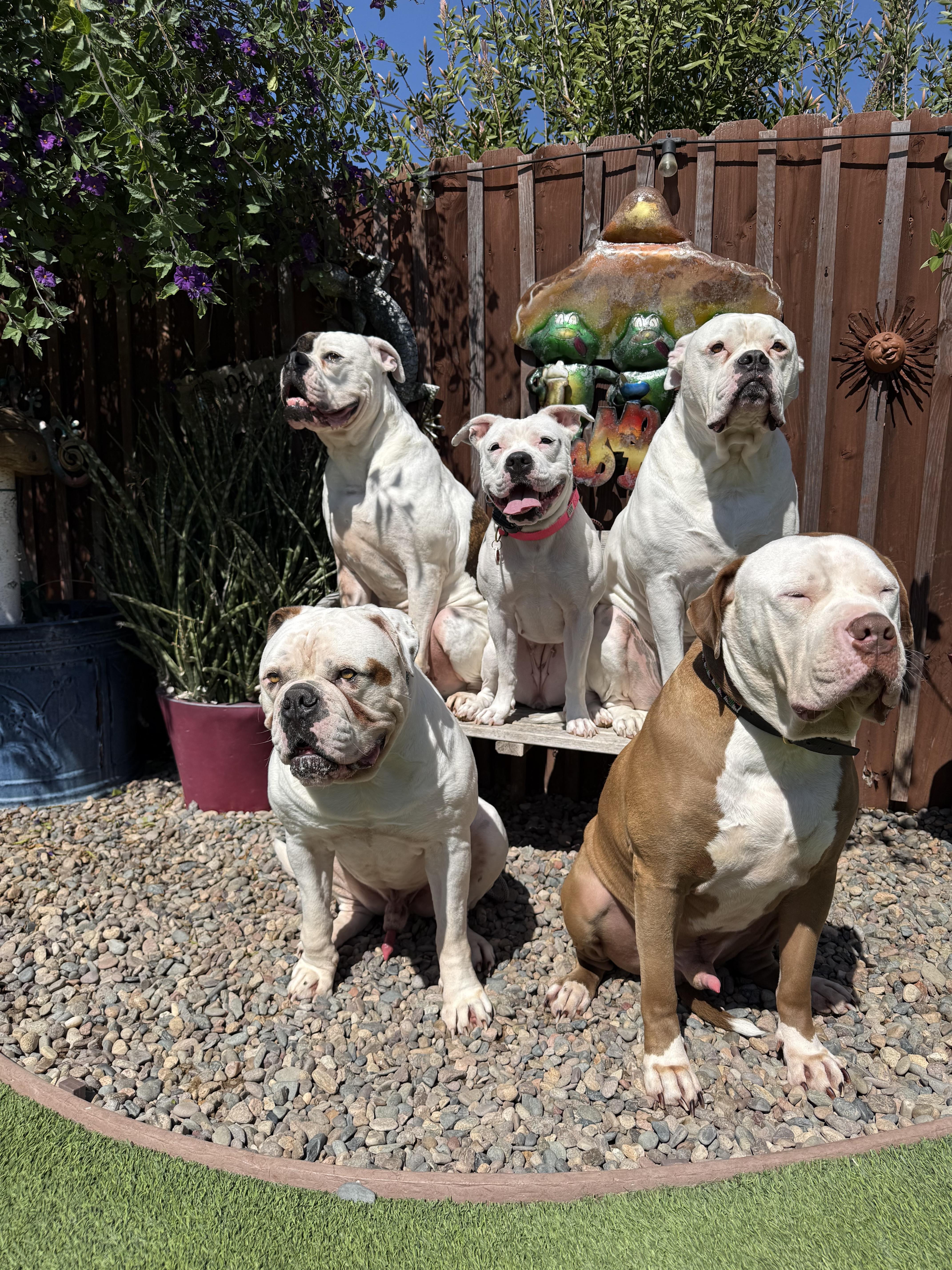 Enlarge Roller Derby, a Adoptable mixed breed in Los Angeles, CA image 5/6