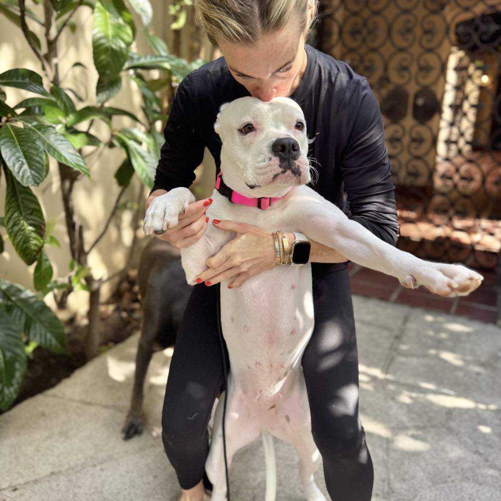 Roller Derby, Adoptable, Adult Female Boxer.