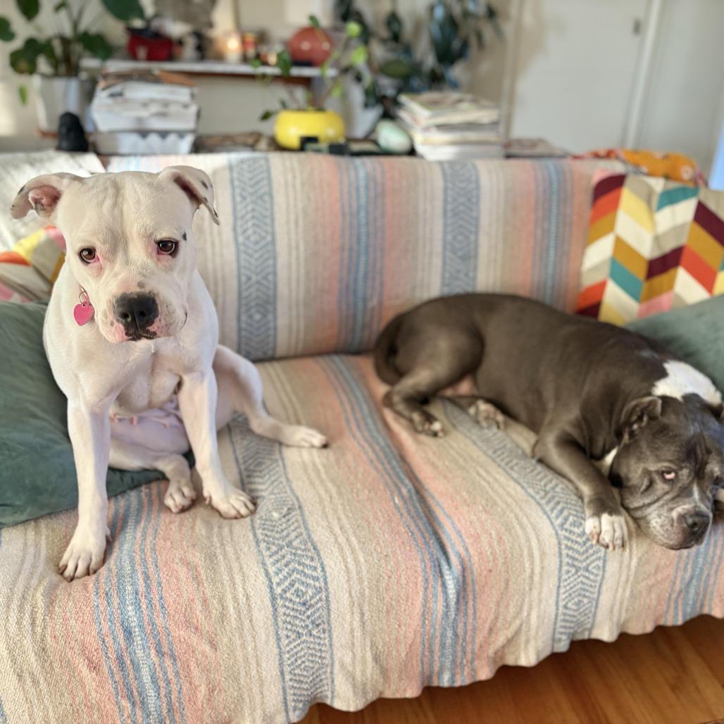 Enlarge Roller Derby, a Adoptable mixed breed in Los Angeles, CA image 2/6