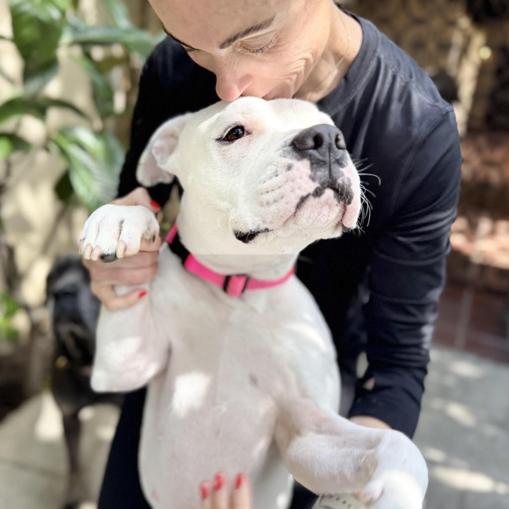 Roller Derby, Adoptable, Adult Female Pit Bull Terrier & Boxer.