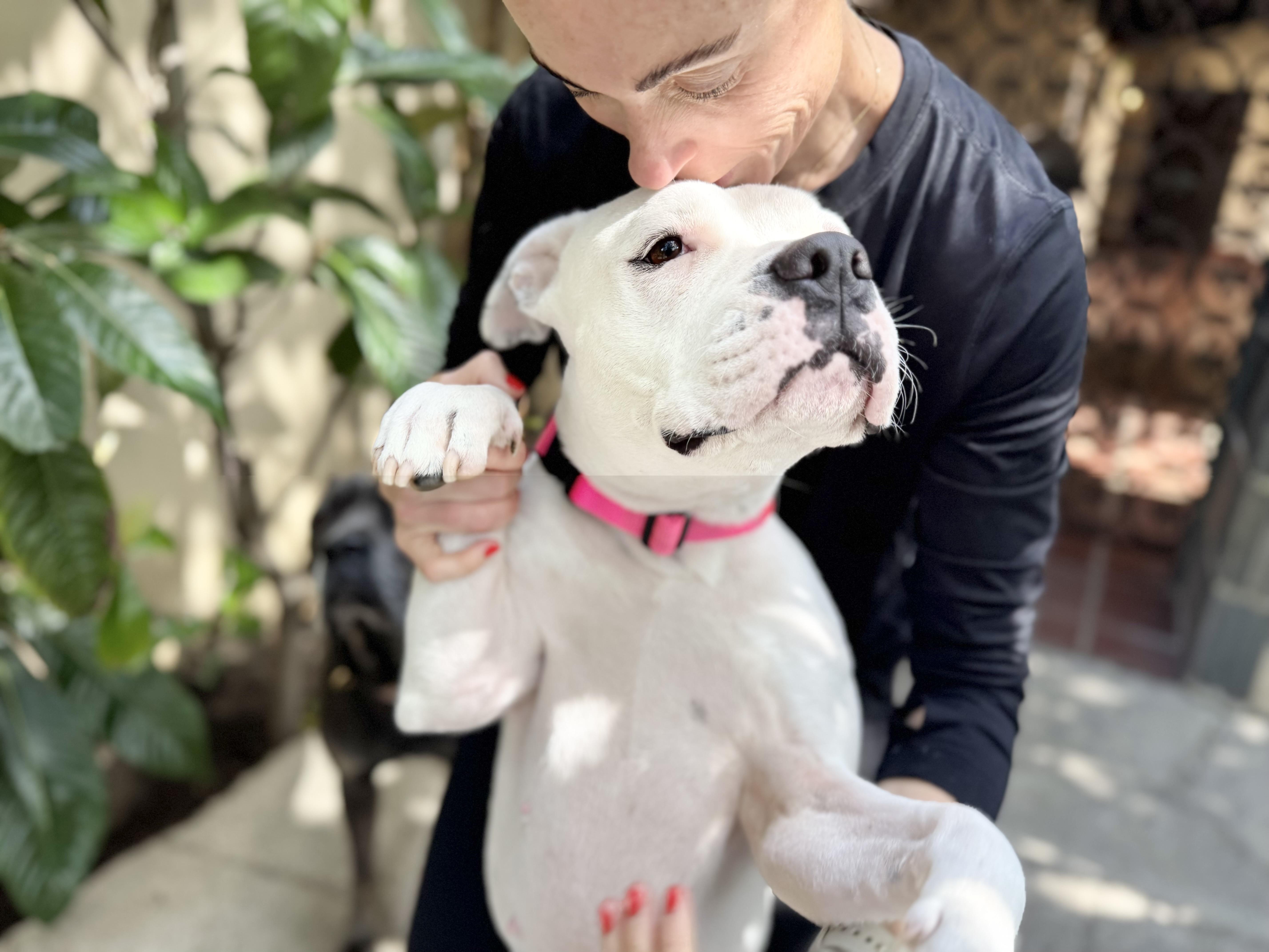 Roller Derby, Adoptable, Adult Female Boxer.