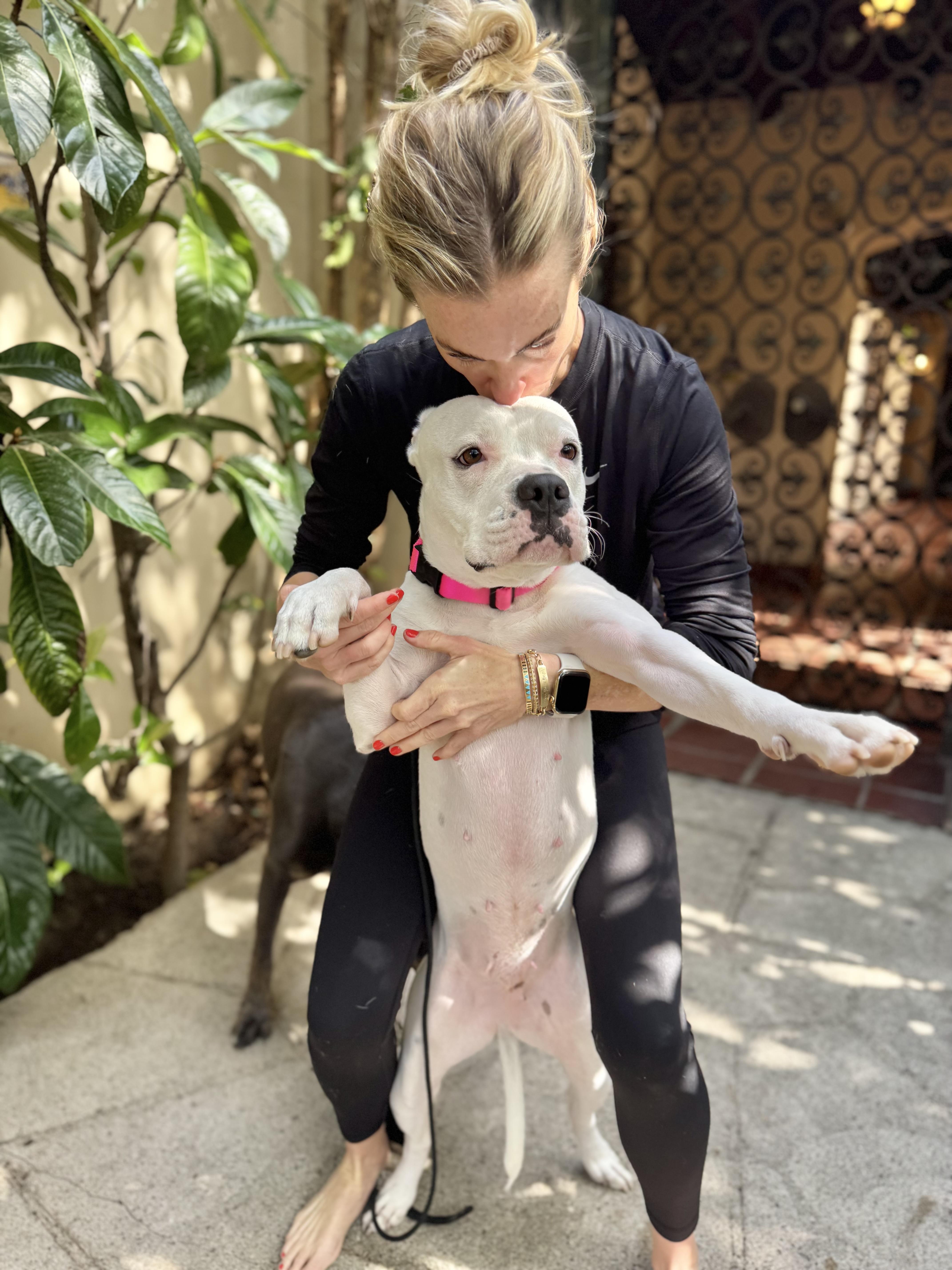 Enlarge Roller Derby, a Adoptable mixed breed in Los Angeles, CA image 6/6