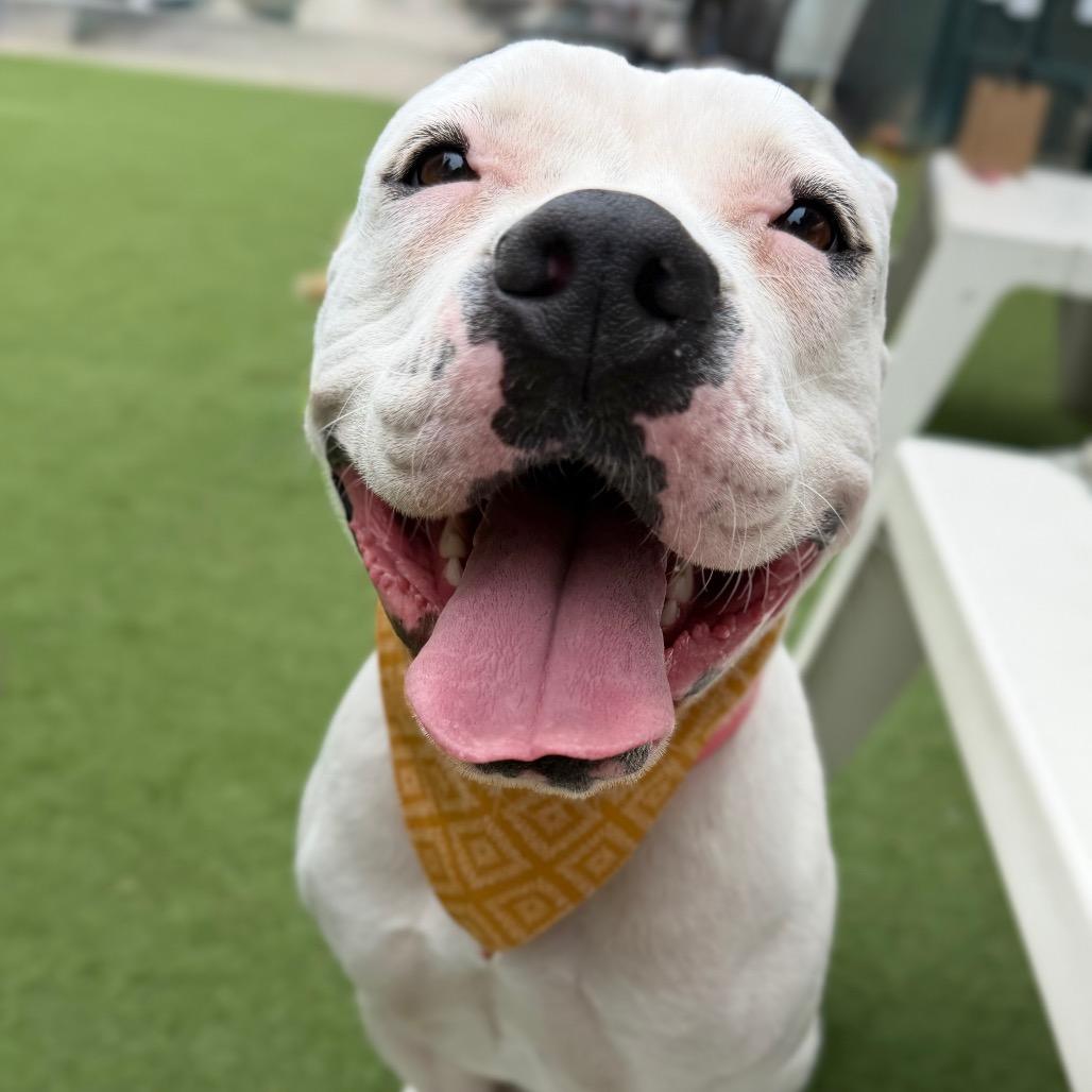 Roller Derby, a Adoptable mixed breed in Los Angeles, CA image 2/6