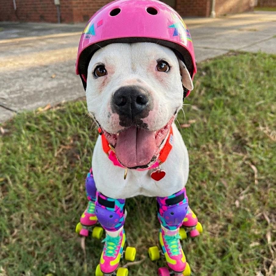 Enlarge Roller Derby, a Adoptable mixed breed in Los Angeles, CA image 3/6