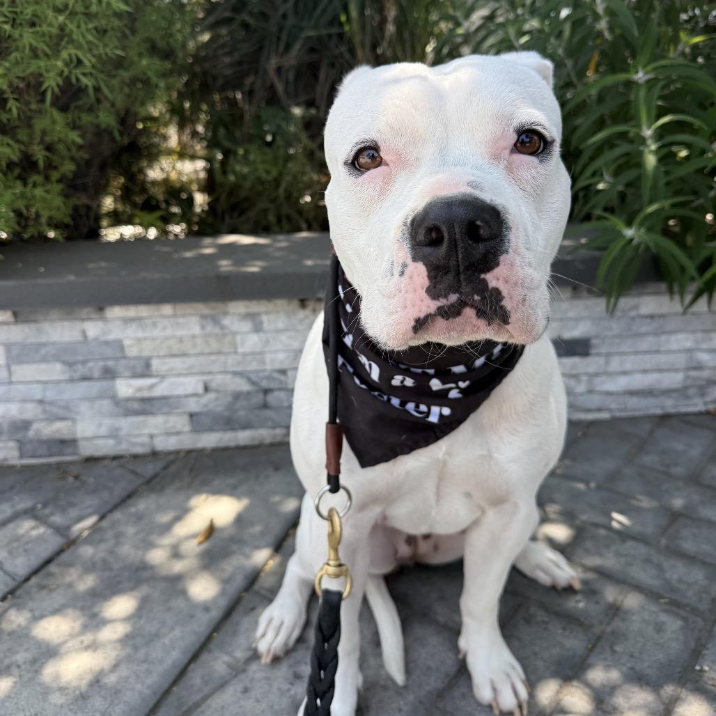 Roller Derby, a Adoptable mixed breed in Los Angeles, CA image 5/6