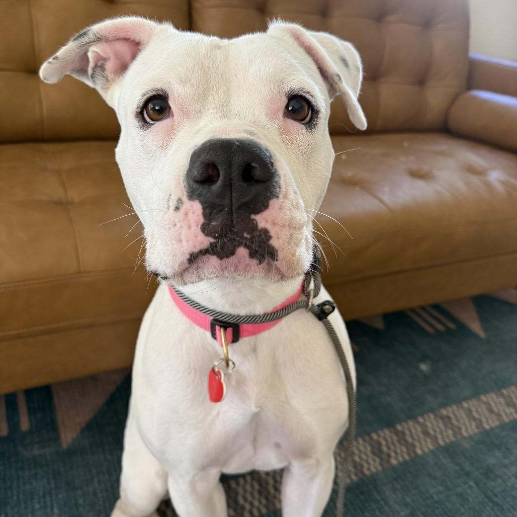 Enlarge Roller Derby, a Adoptable mixed breed in Los Angeles, CA image 6/6