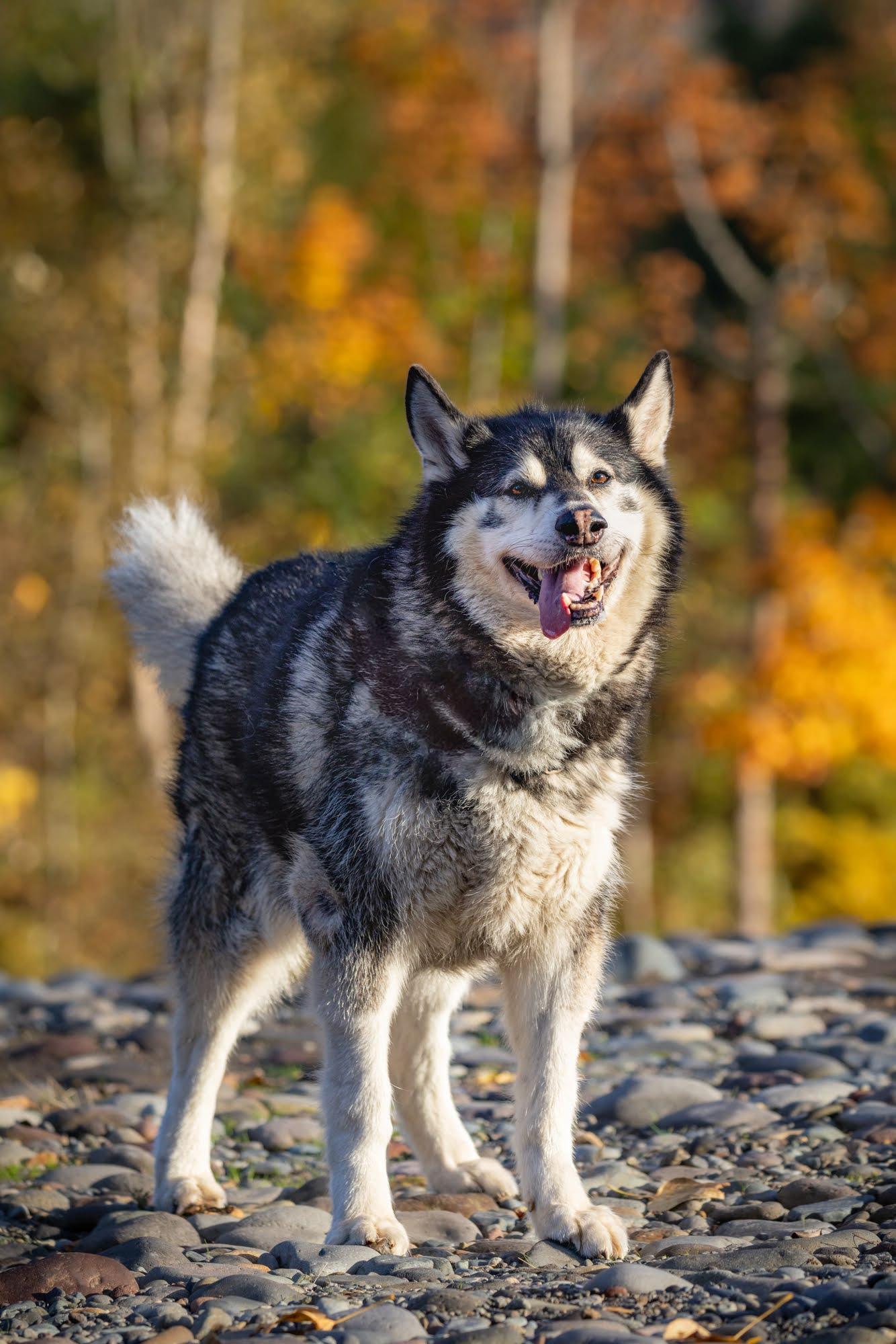 Enlarge BLACKJACK, a Adoptable Alaskan Malamute in Seattle, WA image 1/3