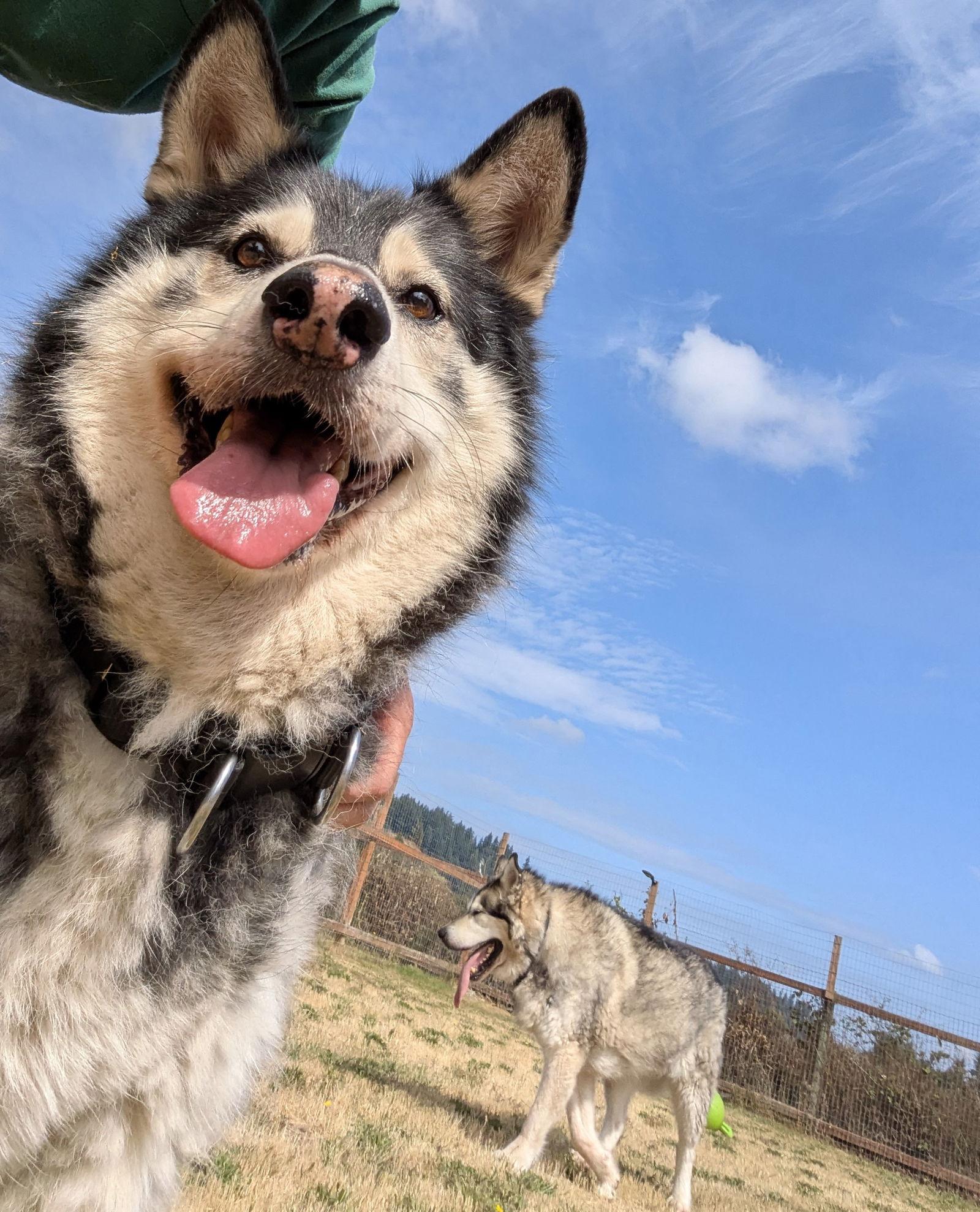Enlarge BLACKJACK, a Adoptable Alaskan Malamute in Seattle, WA image 2/3