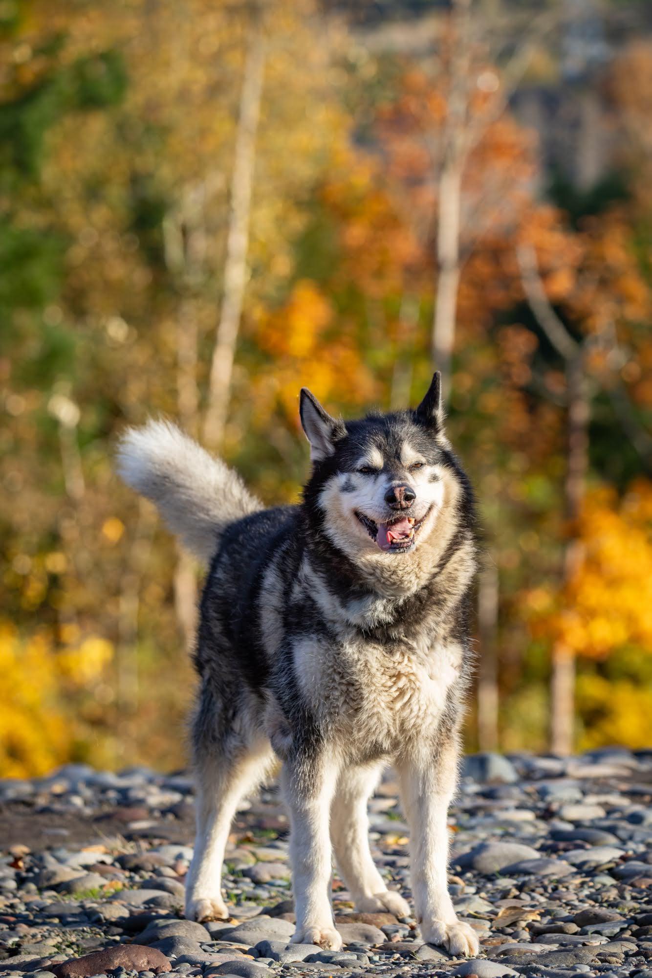 Enlarge BLACKJACK, a Adoptable Alaskan Malamute in Seattle, WA image 3/3