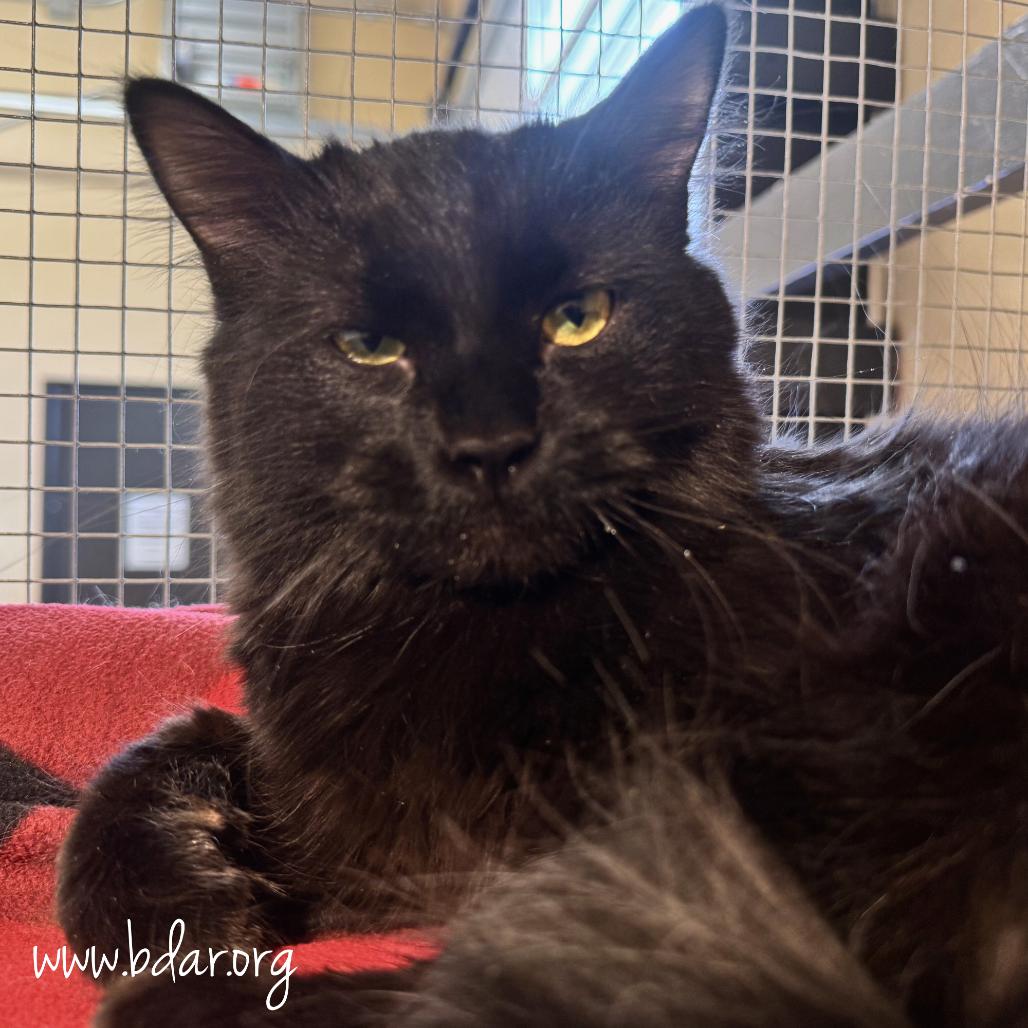 Windsor, Adoptable, Young Male Domestic Long Hair.