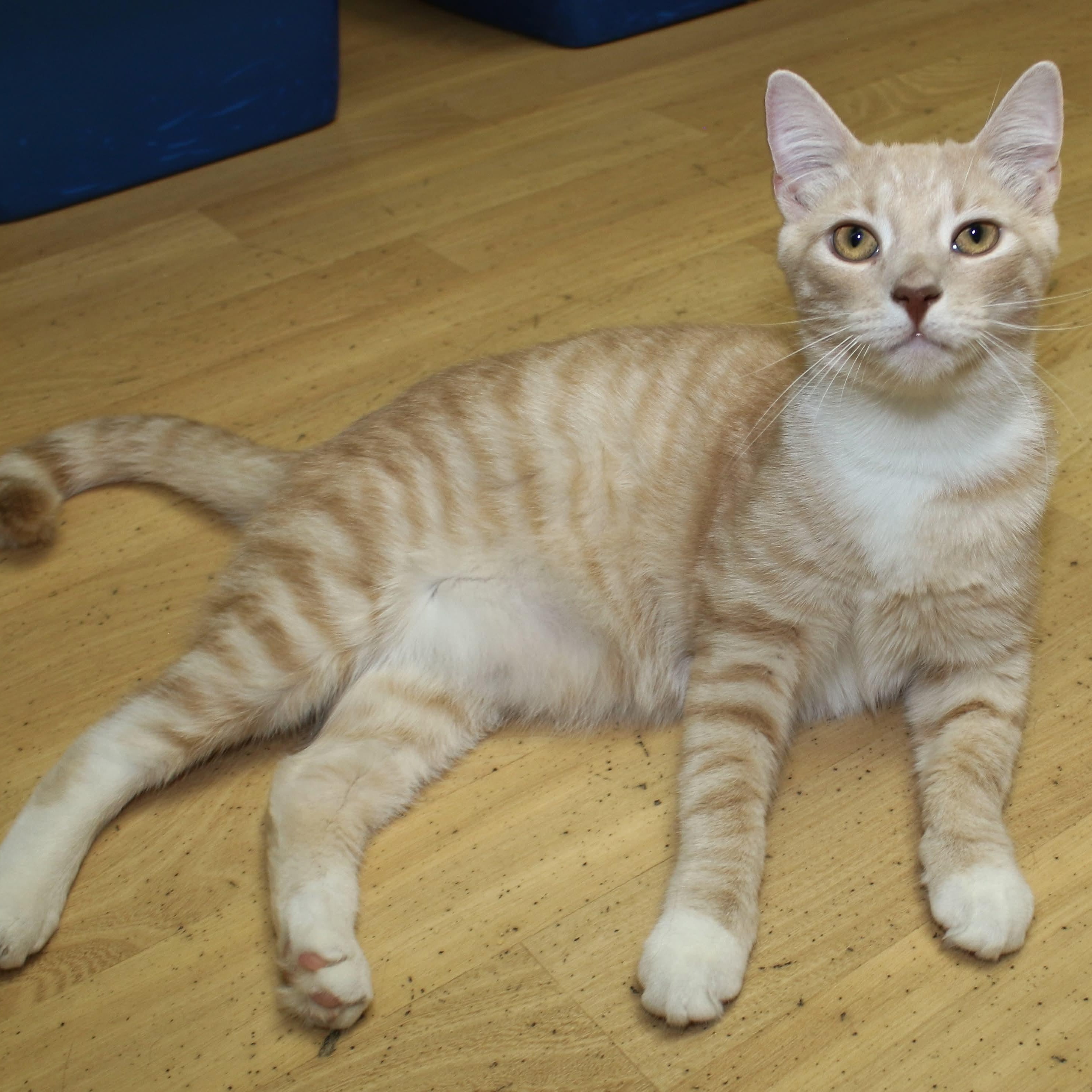 Hermes, ADOPTABLE, Young Male Domestic Short Hair.