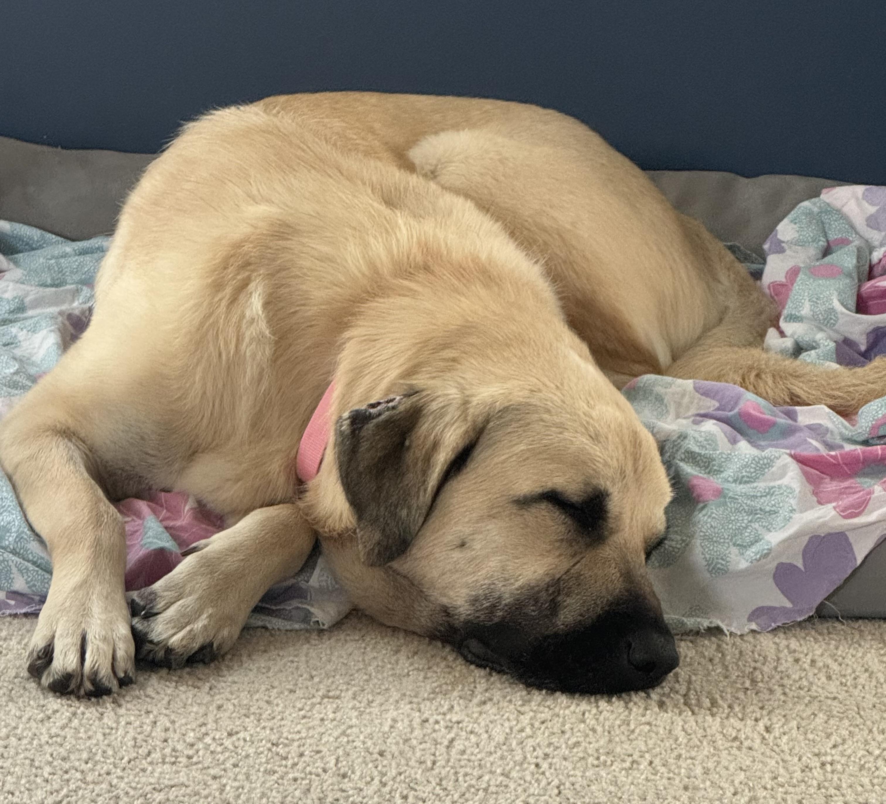 Enlarge Chloe, an adoptable mixed breed in Naperville, IL image 4/6