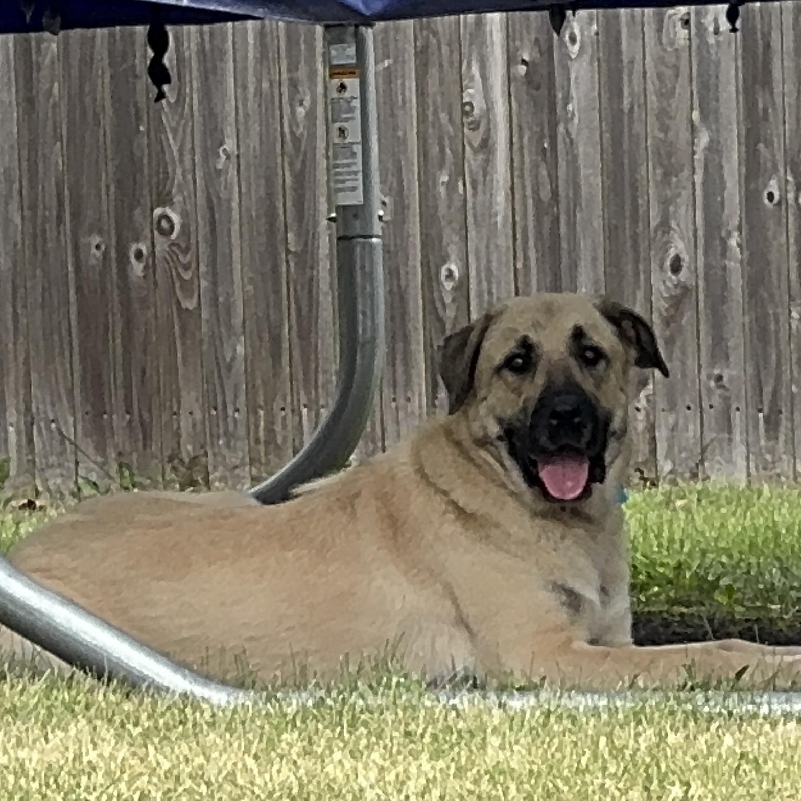 Enlarge Chloe, an adoptable mixed breed in Naperville, IL image 3/6