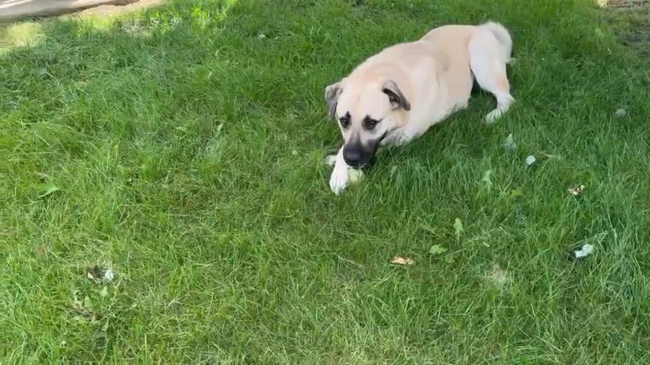 Enlarge Chloe, an adoptable mixed breed in Naperville, IL video 6/6