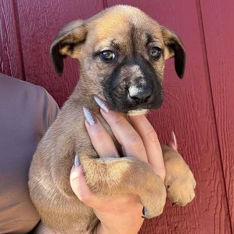 Enlarge Maggie, a Adoptable mixed breed in Crosby, TX image 4/5