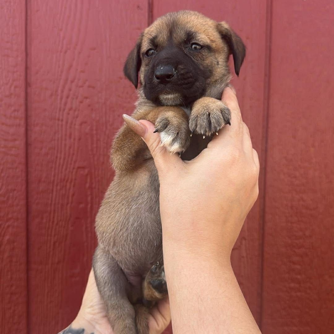 Enlarge Maggie, a Adoptable mixed breed in Crosby, TX image 5/5