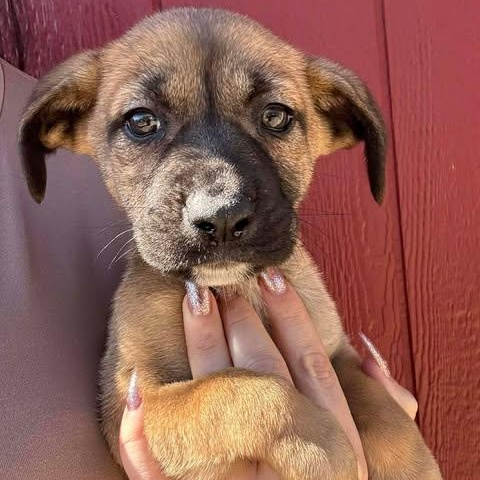Enlarge Maggie, a Adoptable mixed breed in Crosby, TX image 3/5